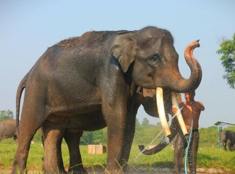 gajah way kambas