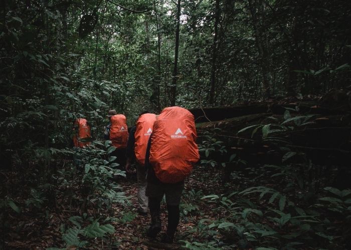 9 Jenis Tumbuhan Beracun di Hutan yang Patut Diwaspadai